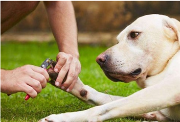 How Should A Novice Manicure Pets?